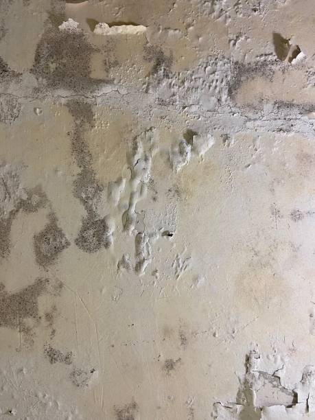 Wilberforce, OH Mold Remediation Company