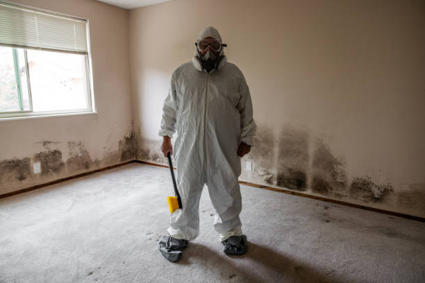 Best DIY Mold Remediation Support Services in Wilberforce, OH