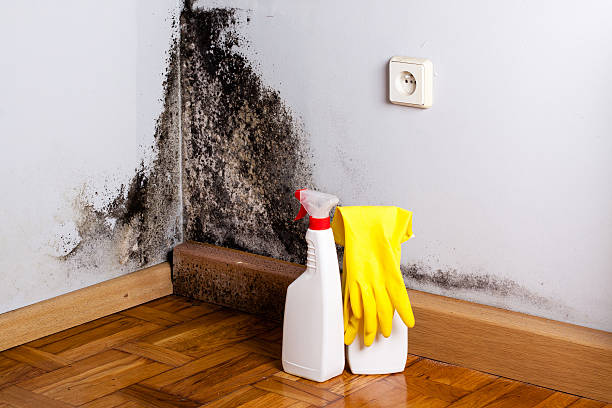Best Commercial Mold Remediation in Wilberforce, OH