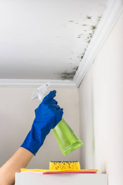 Best Health and Safety Mold Remediation in Wilberforce, OH